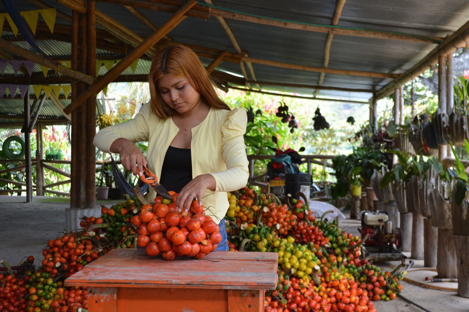 Mujer seleccionando chontaduro en una mesa del galpón