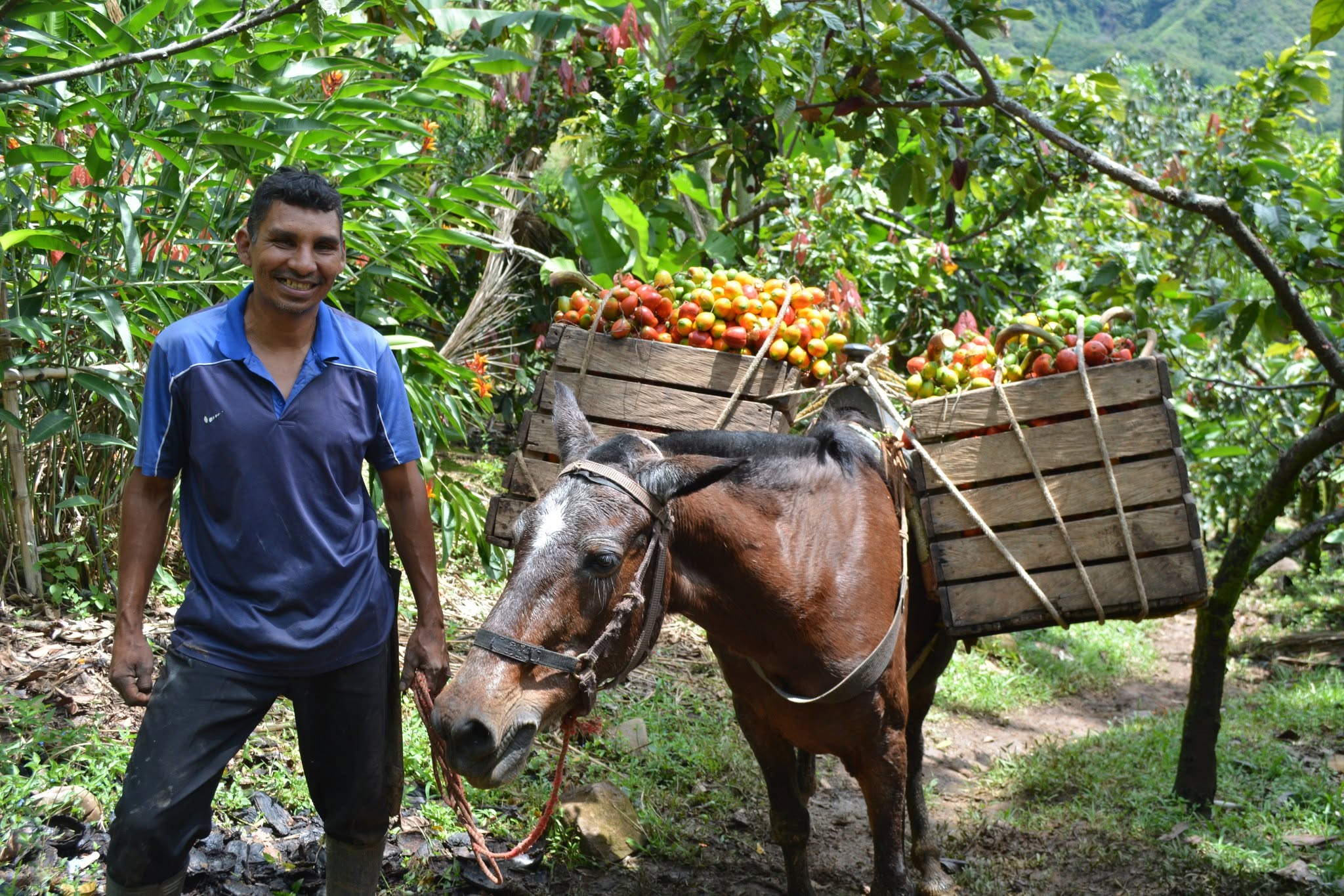Campesino junto a su caballo cargado de chontaduro