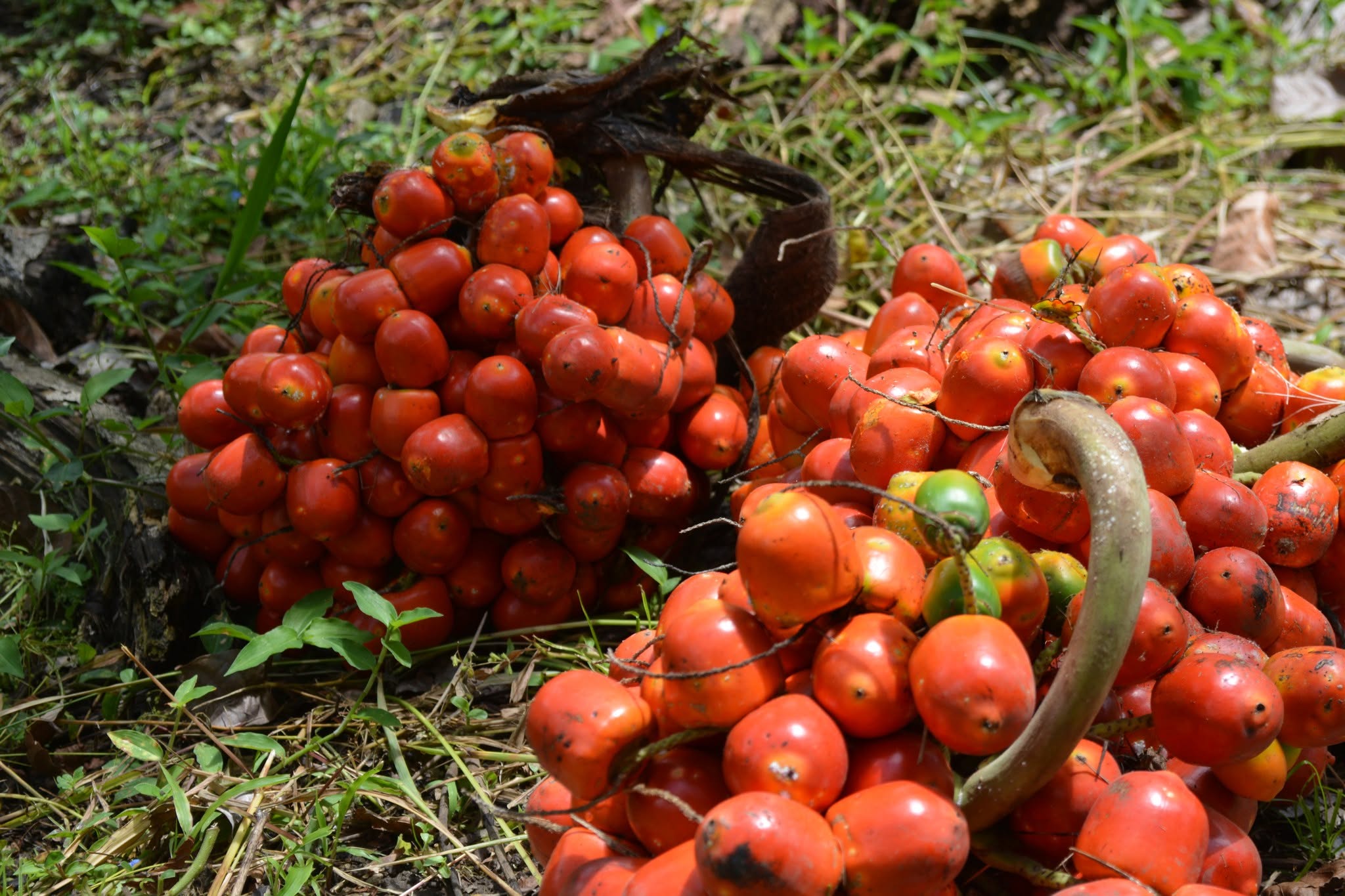 Chontaduro rojo recién cosechado